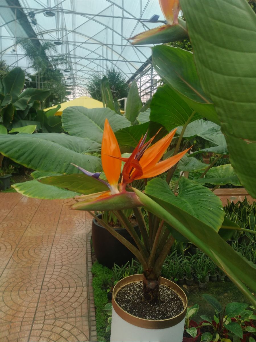 پرنده آتشین، از نوع 