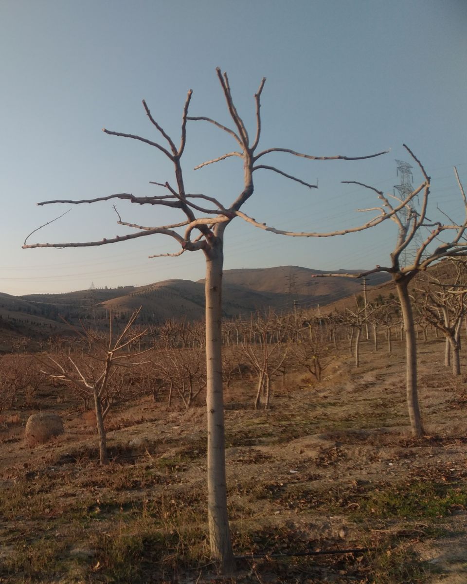 باغ بی برگی ....