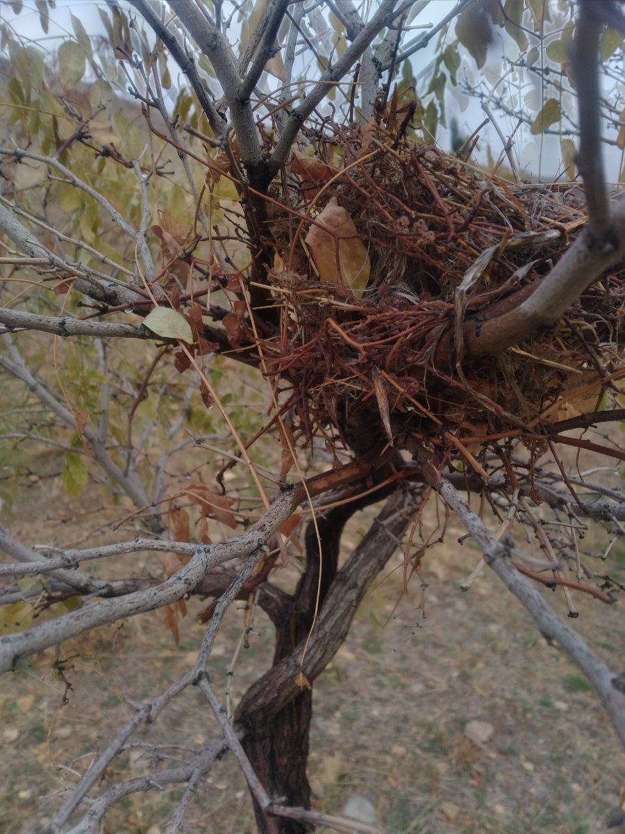 تا ۳ماه دیگه این لونه بی صاحب میمونه.