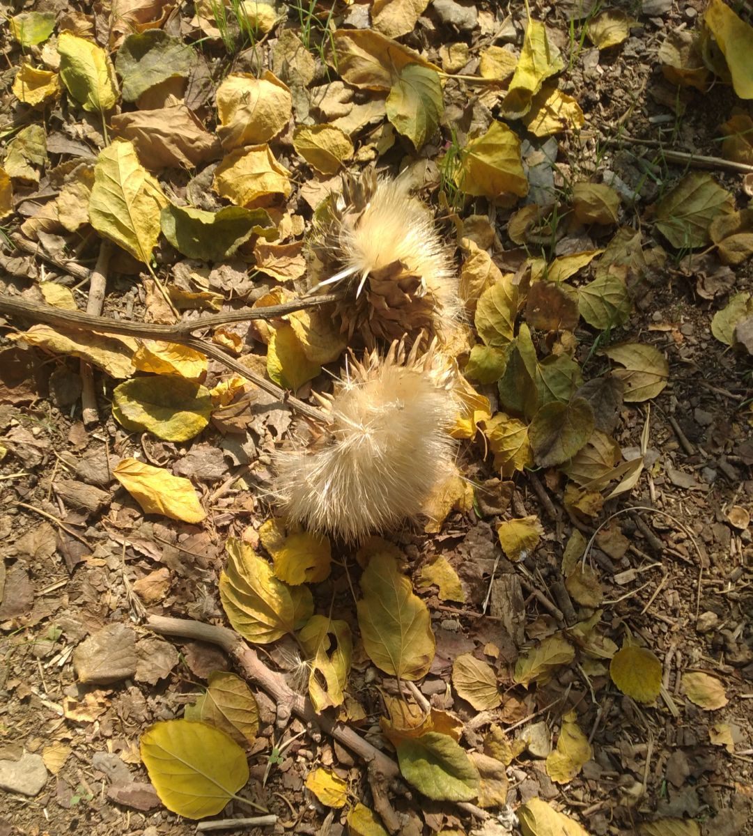 قاصدکی در انتظار باد ......