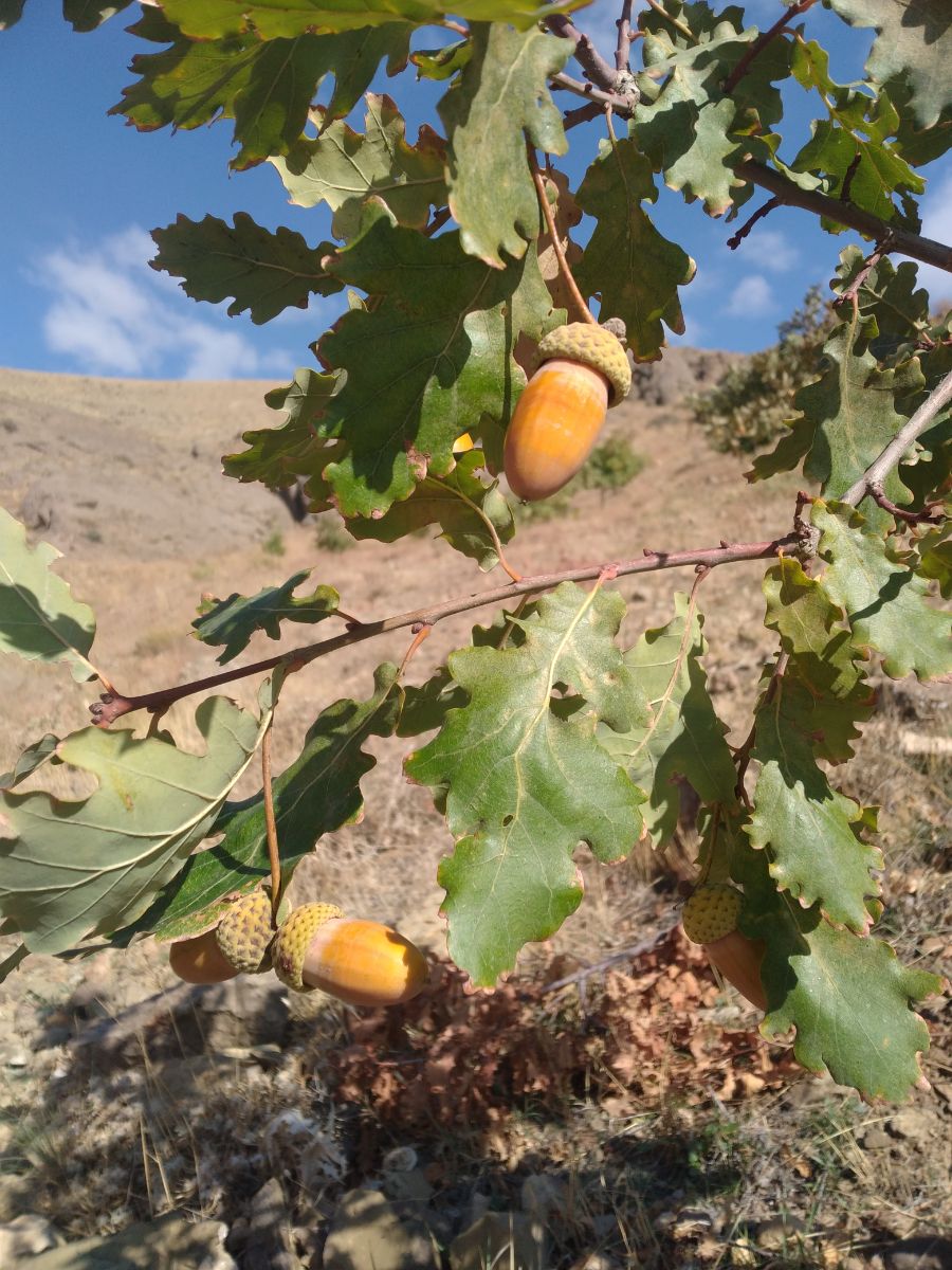 ای جانم بلوط 🧡