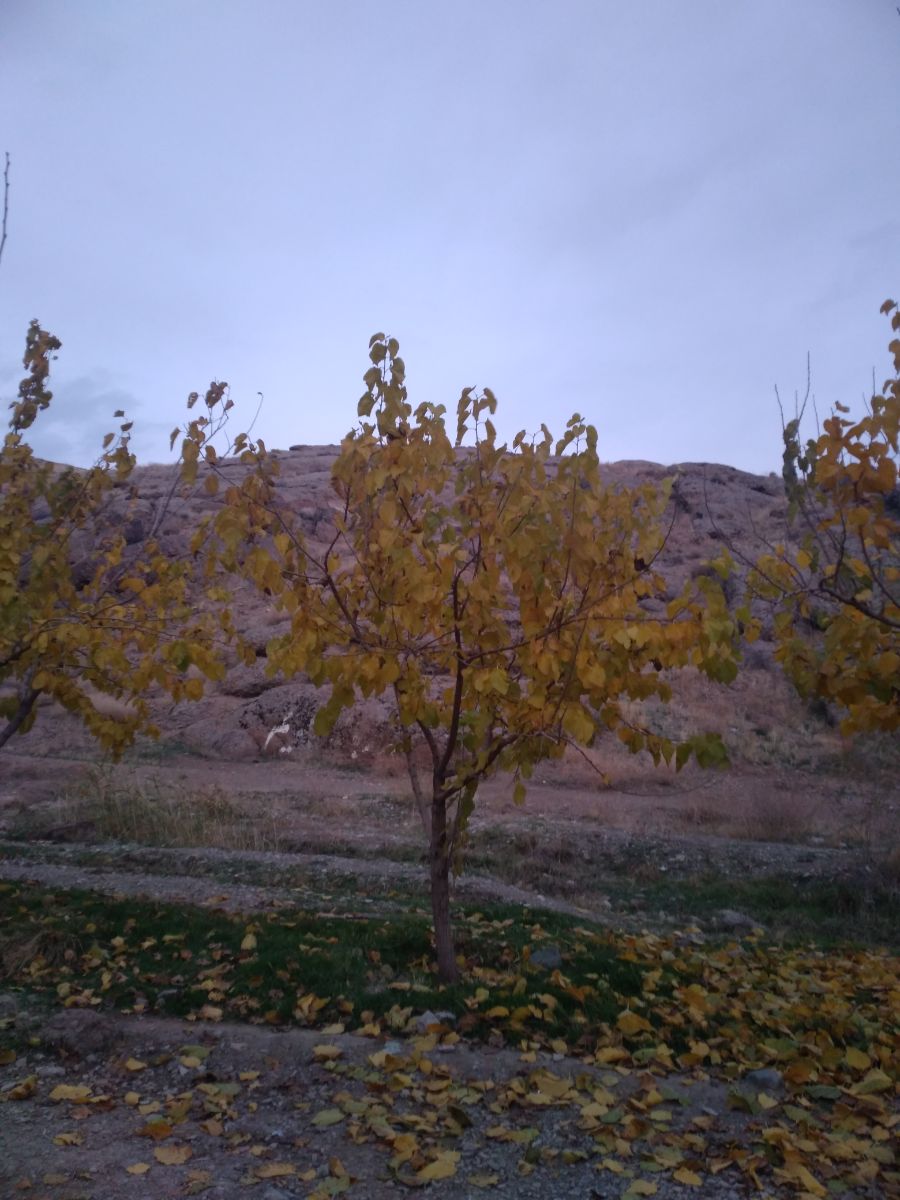 ای باد در گوش درختان چه گفتی ؟؟؟