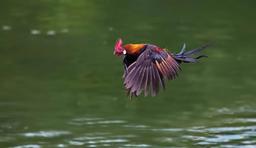 مرغ پرنده یا مرغ اهلی