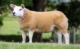 برندینگ دولانی