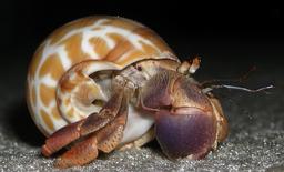 خرچنگ ها و مولتی میلیونرها