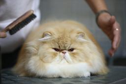 موی گربه موی دماغتون نشه صلوات