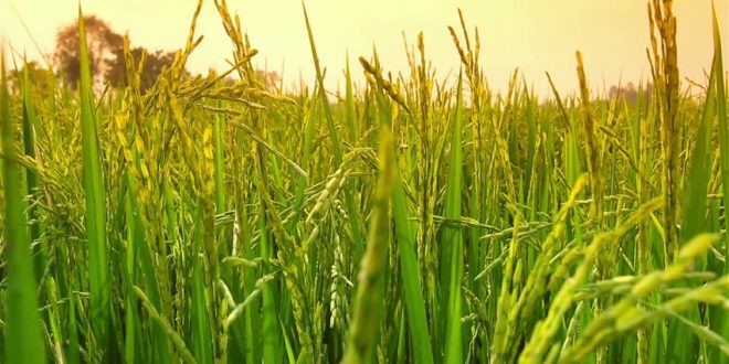 گیلان کشت ارائه دهنده بهترین برنج های گیلان