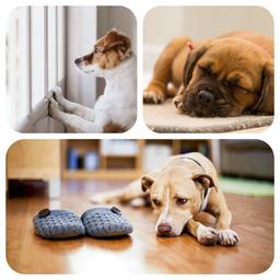 داستان این مخلوق خدا «سگ» قسمت دوم