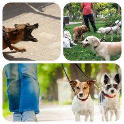 داستان این مخلوق خدا «سگ» قسمت اول