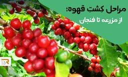مراحل کشتِ قهوه؛ از مزرعه تا فنجان