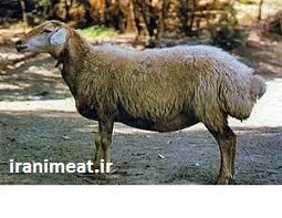 انواع گوسفند ایرانی