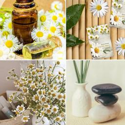 خواص بی نظیر درمانی و زیبایی گیاه بابونه