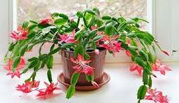 کاکتوس کریسمس چیست؟