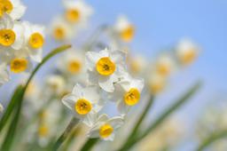 نرگس, گل سمی باغچه ما