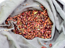 آماده باشید در آینده‌ی گرم‌تر، غذای متفاوت بخورید!