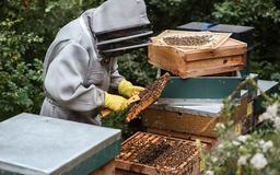 تفاوت بین عسل طبیعی و غیرطبیعی چیست؟