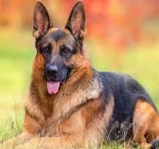 واما موتورجستجودریک نگاهی دیگر13!