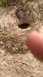 این لونه عقرب نیست سوراخ کونت است.