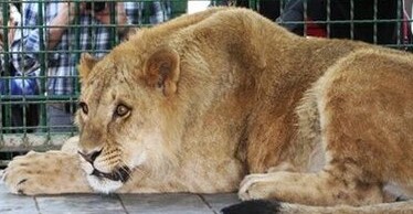 شيري درقفس اینها برای توی فیلم هاست توی واقعیت طوردیگری است همان طورکه می تونی زندگی کون یا کن زبان شیر.