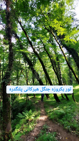 جنگل هیرکانی پلنگدره