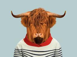 گاوِ تشکیلاتی