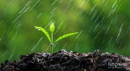 بوی خاک باران زده