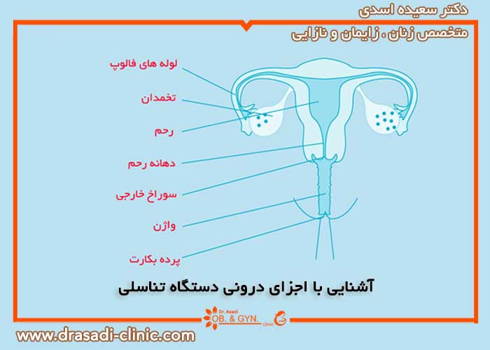 آشنایی با اجزای درونی دستگاه تناسلی بانوان
