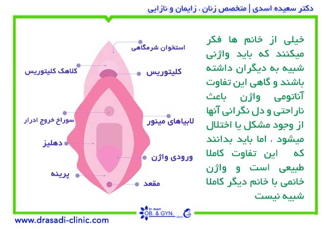 آناتومی واژن