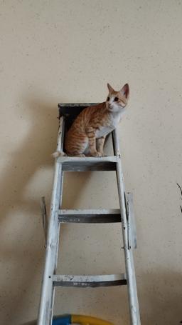 قسمت آخر خاطرات سنبل