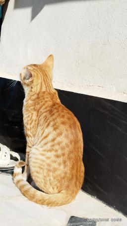 خاطرات سنبل 10