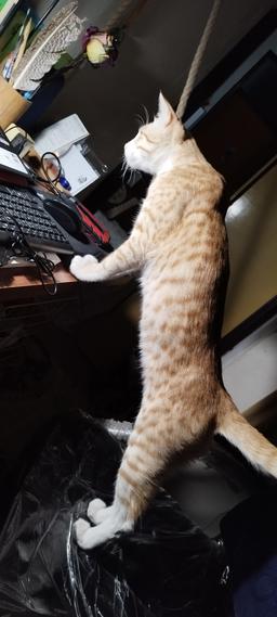 خاطرات سنبل 7