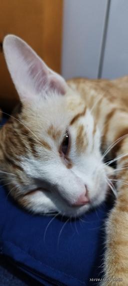 خاطرات سنبل 8