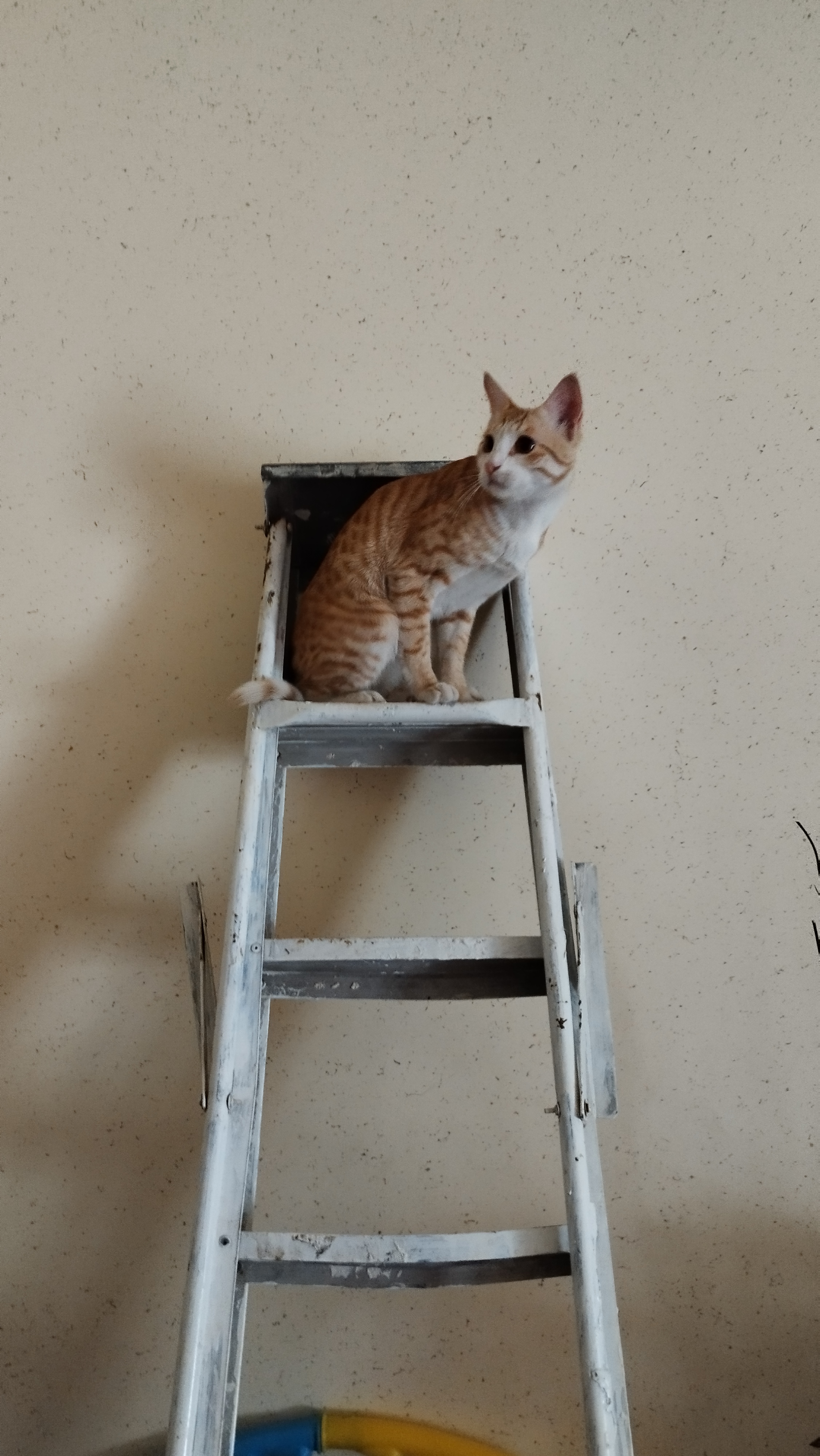 خاطرات سنبل 5