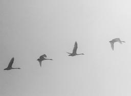 هیچ راه حلی وجود ندارد، فقط معاوضه وجود دارد.