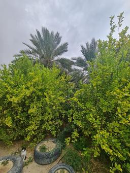 نوبهارت مبارک!