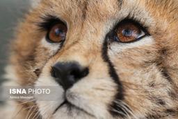 پیروزِ ایرانِ خانم
