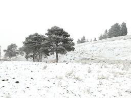 هرکس یک جور فریاد می‌کشد!