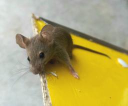 زندگی بدون جادوی پری هاتر