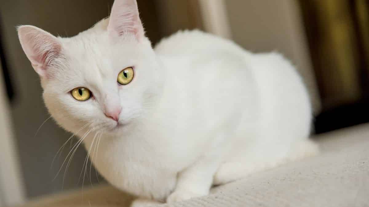 ایشون مادر گربه نیستن، عکس صرفا جهت زیباییست سر فرصت عکسشون رو میزارم