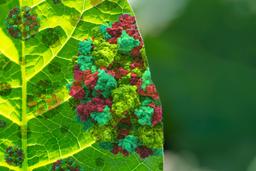 آلودگی (عفونت)