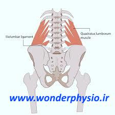 نقش عضله کوادراتوس لومباروم در کمر درد