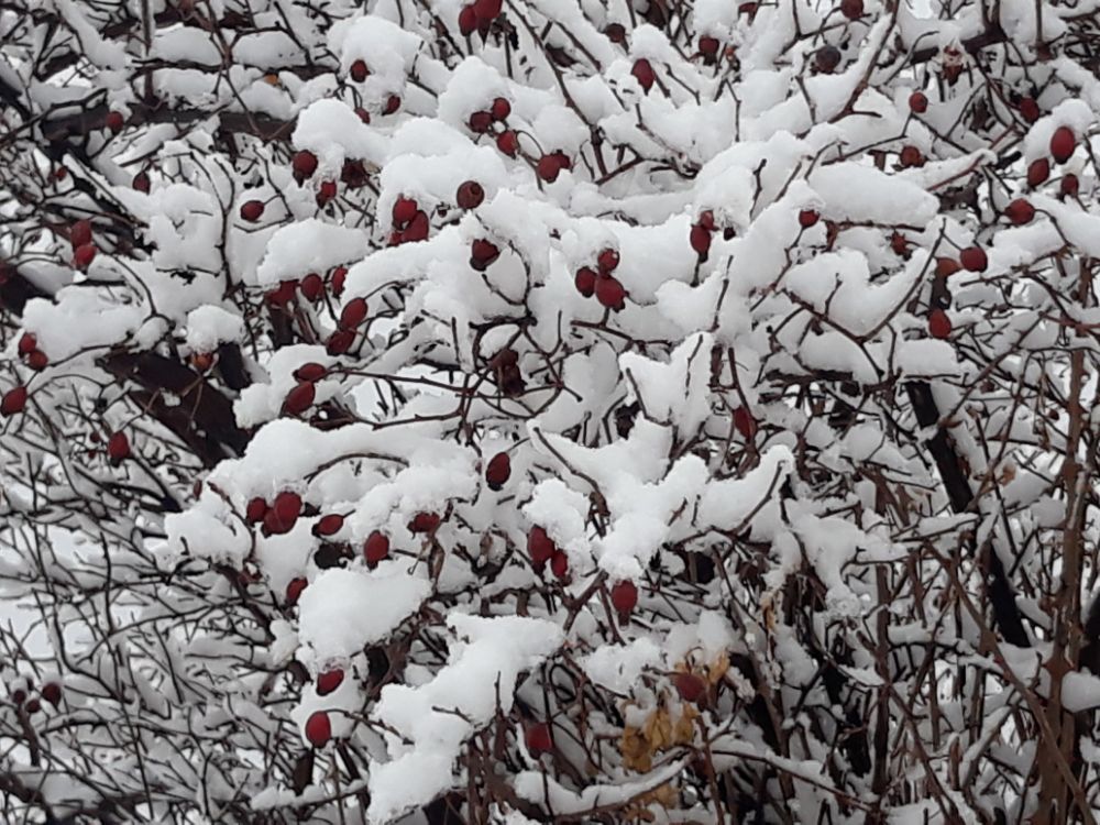 شیلان ها توبرف ? 