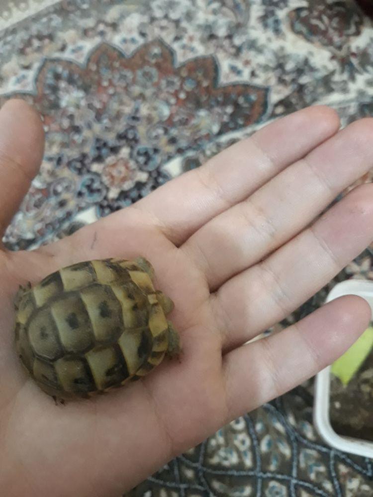 این پیدا کرده بودیم بعد ولش کردیم بره خیلی کوچیک بود??