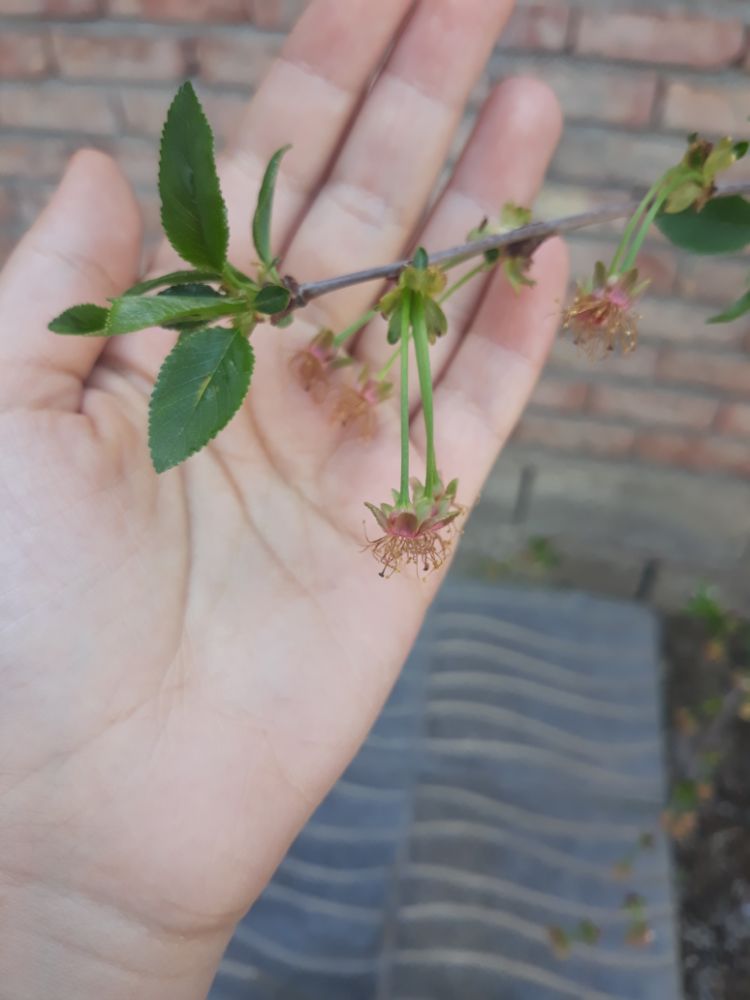 شکوفه های خشک شده آلبالومون 