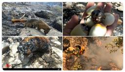 -*( زاگرس کوالا ندارد )*-