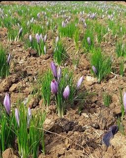 شهرهای تولید زعفران