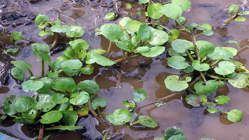 روش نگهداری گیاه آب تره چگونه است ؟ hdjwkkurzthc - روش نگهداری گیاه آب تره چگونه است ؟