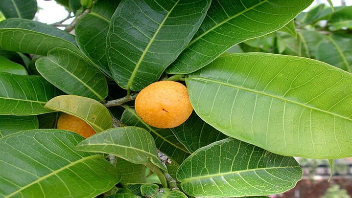 روش نگهداری آجیل نان چگونه است ؟ cogqwzyj8hph - روش نگهداری آجیل نان چگونه است ؟