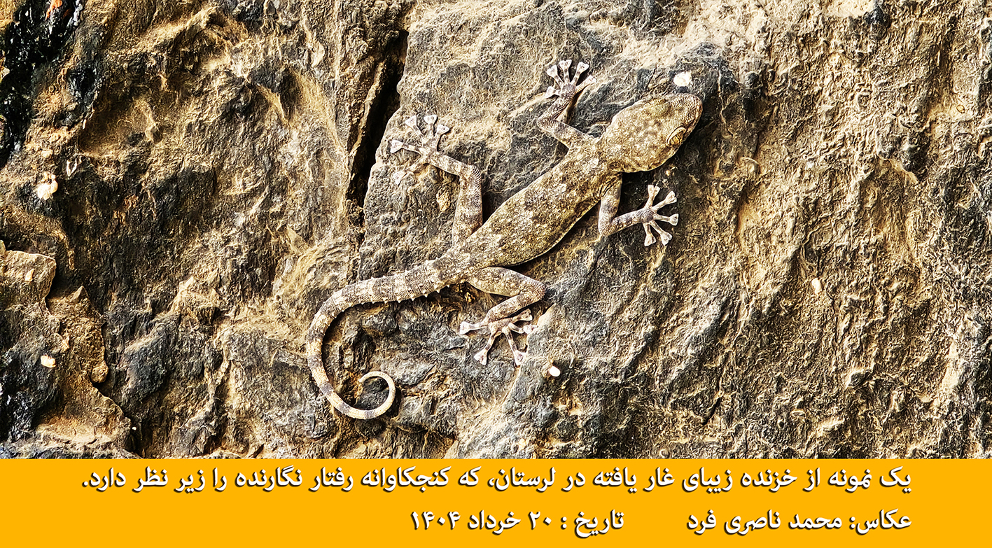 ۱۴-  خزنده ای زیبا بر دیواره ی غار یافته، کهن زیستگاه انسان که ما را با دقت زیر نظر دارد.