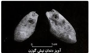 ۹- دندان گوزنی که تزیینات و گردن آویز بوده و کشف شده در غار یافته- 40000 سال پیش